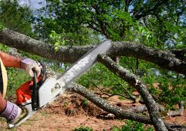 Trusted Archbold, OH Tree Care  Experts